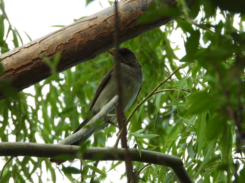 Creamy-bellied Thrush
