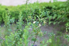 Spiraea hypericifolia obovata