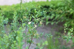 Spiraea hypericifolia obovata