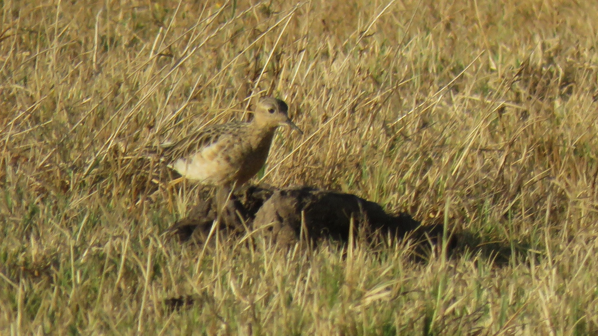 Buff-breasted Sandpiper (Calidris subruficollis), photo 1