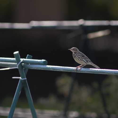 Red-throated Pipit (Anthus cervinus), photo 2