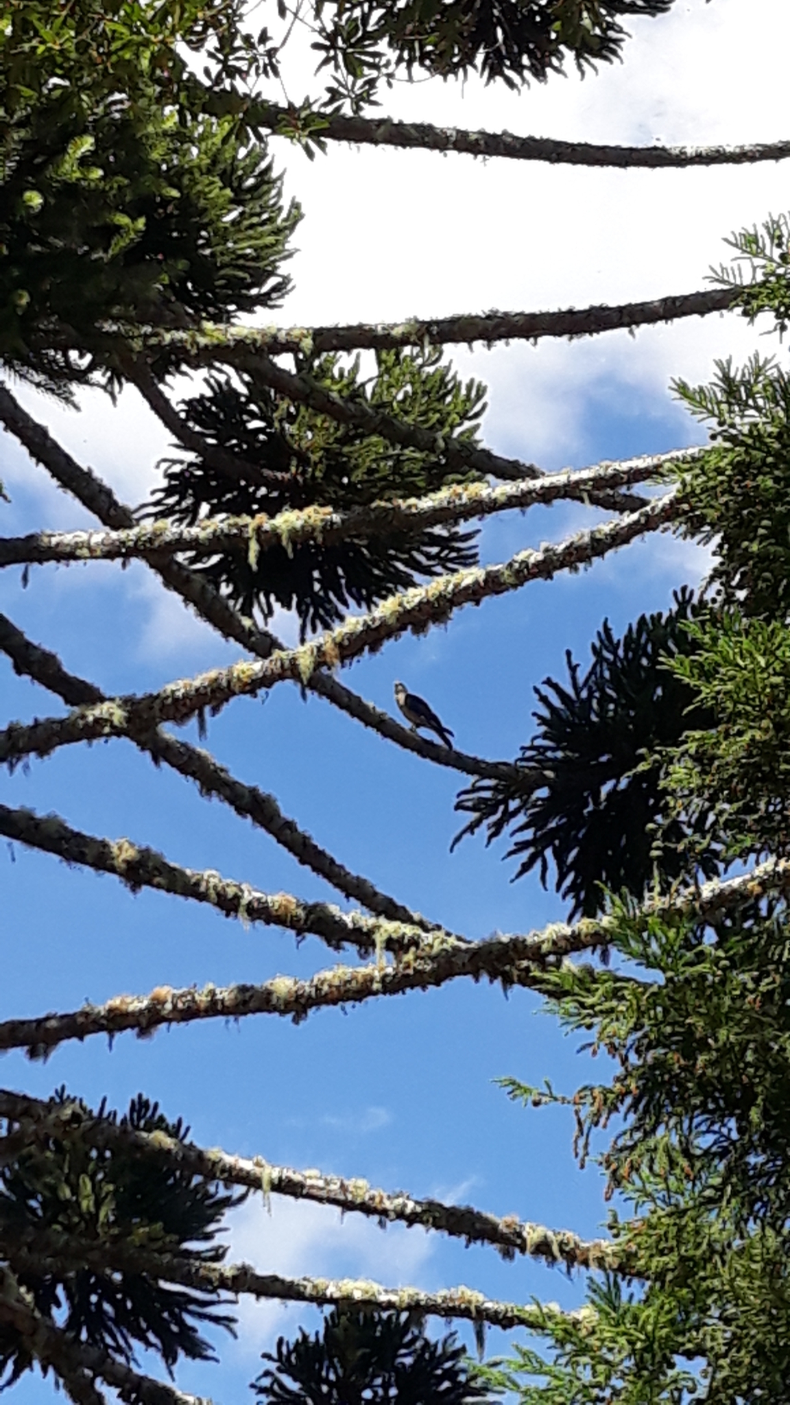 Araucaria angustifolia