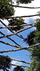 Araucaria angustifolia