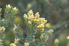 Monticalia ledifolia