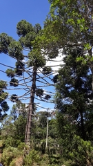 Araucaria angustifolia