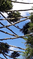 Araucaria angustifolia