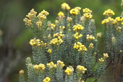 Monticalia ledifolia