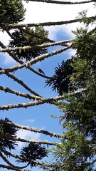 Araucaria angustifolia