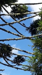 Araucaria angustifolia