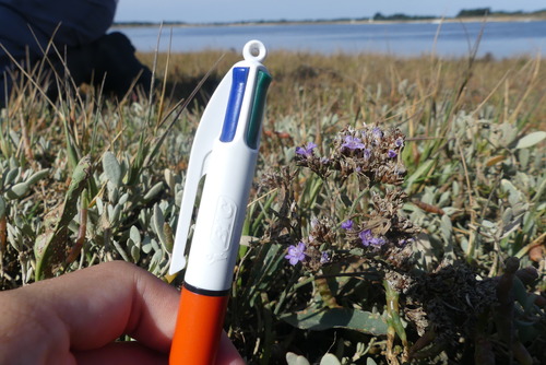 Mediterranean Sea Lavender (Limonium vulgare)