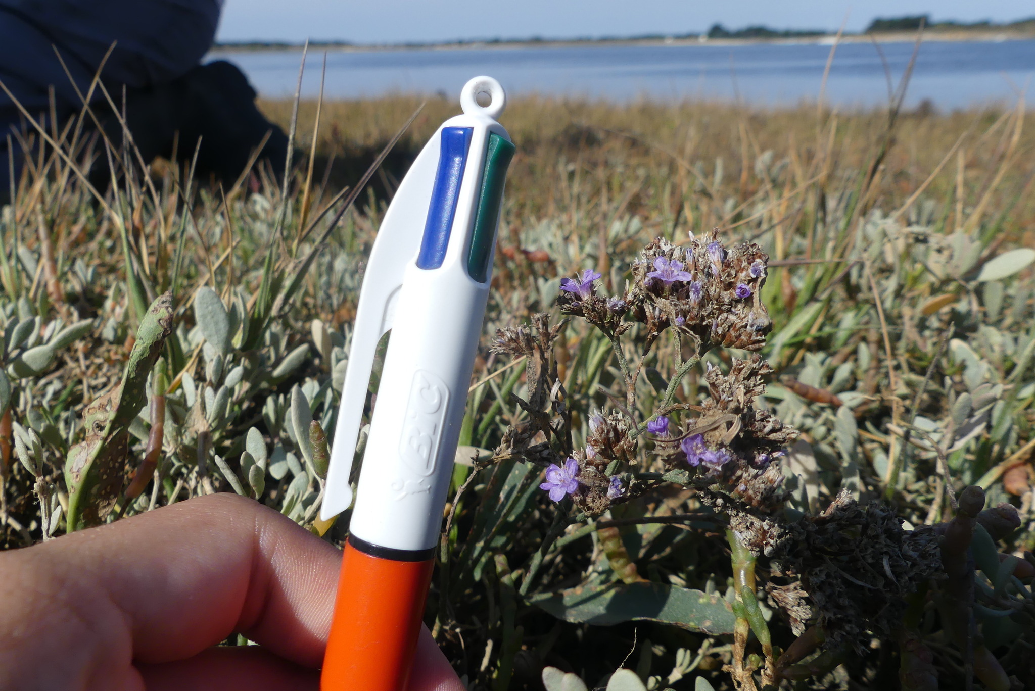 Mediterranean Sea Lavender (Limonium vulgare)