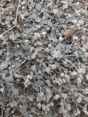Atriplex buchananii