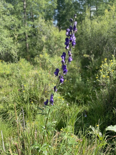 Baikal Monkshood (Aconitum baicalense)