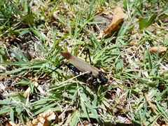 Scaphura elegans