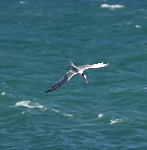 iNaturalist: (c) Ricardo Blanco Calleja, some rights reserved (CC BY-NC), uploaded by Ricardo Blanco Calleja iNaturalist image