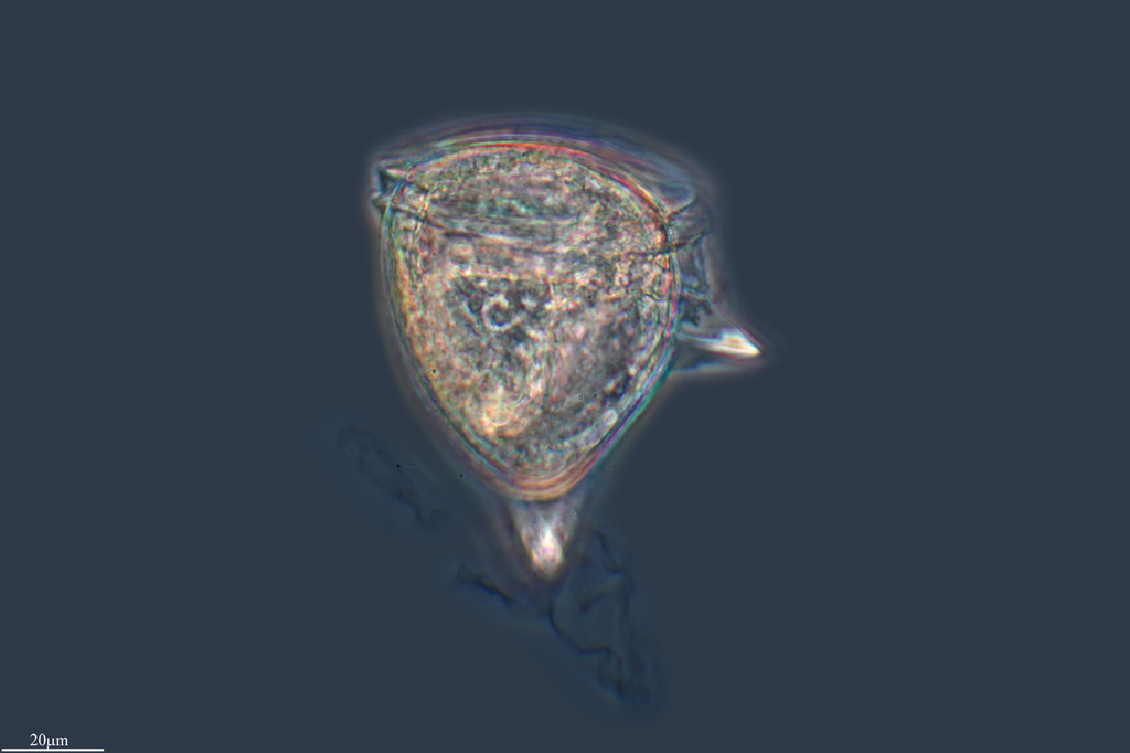 Gonyaulax