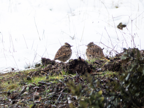 Woodlark (Lullula arborea), photo 3