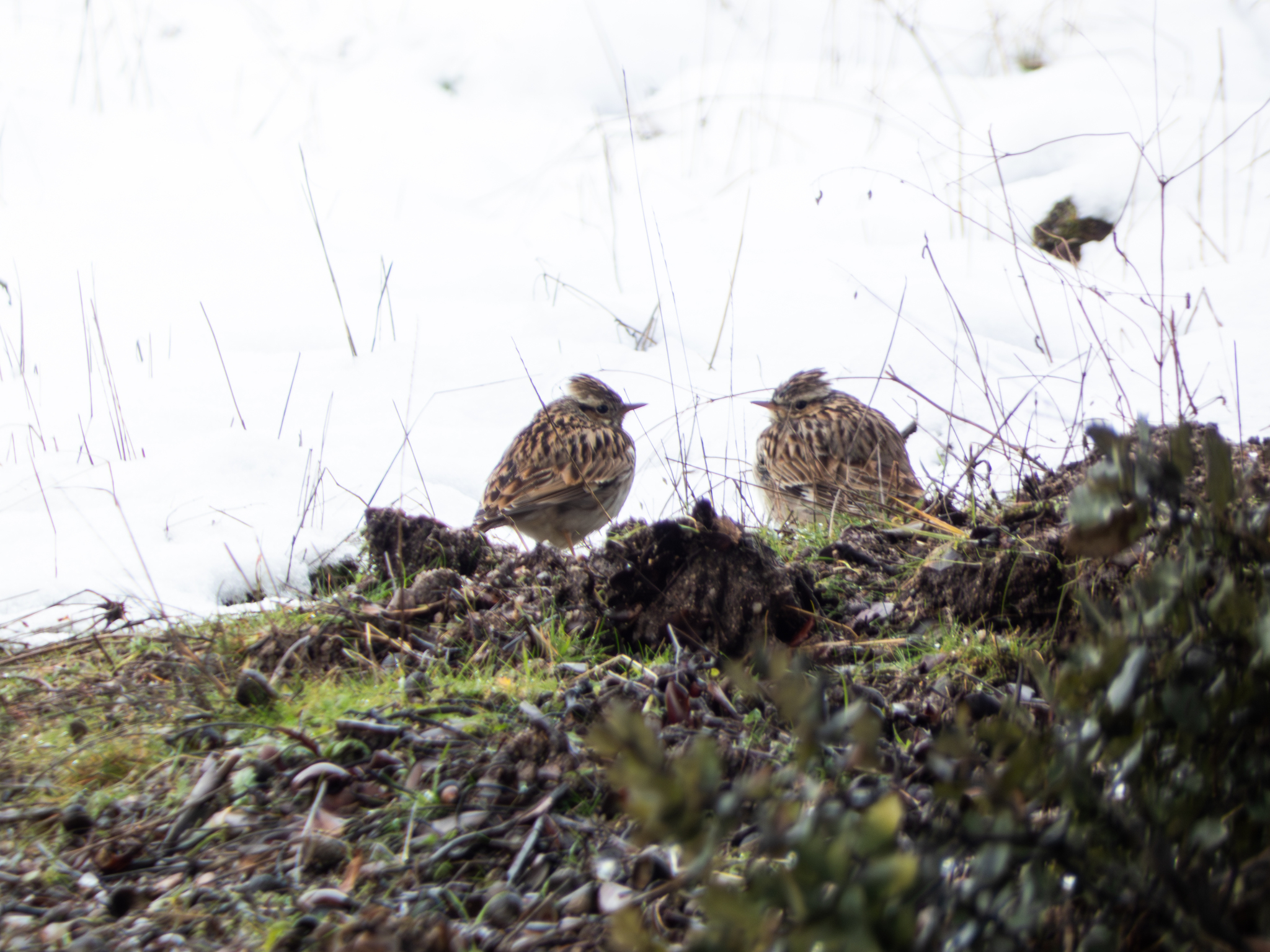 Woodlark (Lullula arborea), photo 3