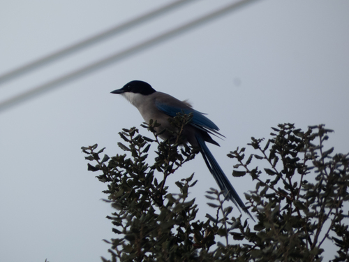 Iberian Magpie (Cyanopica cooki), photo 3