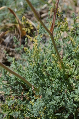 Ferula transiliensis
