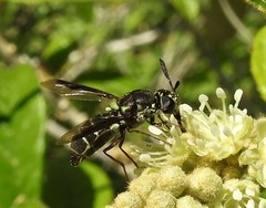 Hoplitimyia subalba