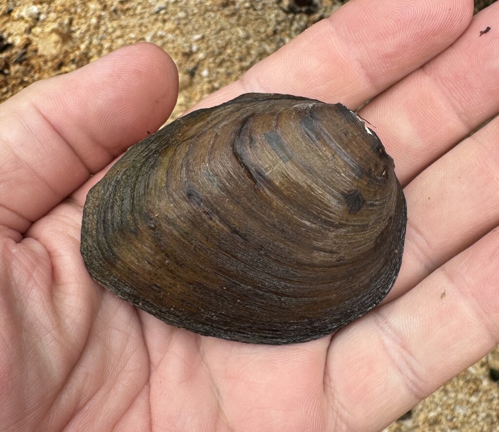 Tennessee Clubshell from Buffalo River, Sickler Rd., Lewis County, TN ...