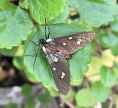 Euclera rubricincta