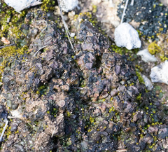 Clavascidium lacinulatum