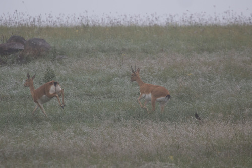 Oribi
