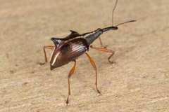 Ancistropterus quadrispinosus