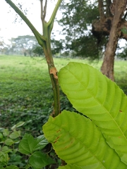 Cupania