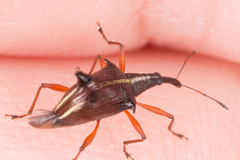 Ancistropterus quadrispinosus