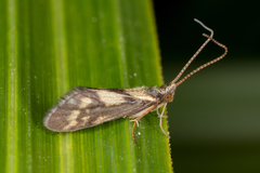 Pycnocentrodes aureolus