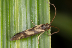 Pycnocentrodes aureolus