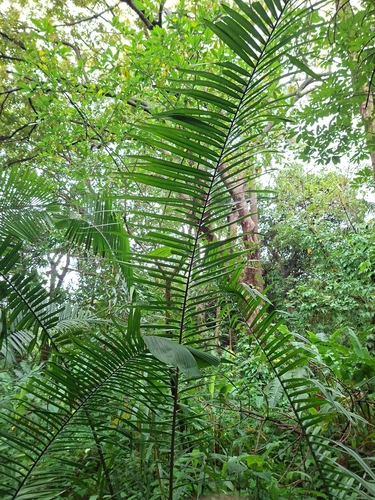 Attalea butyracea, photograph 6