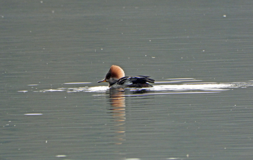 Serreta capuchona (Lophodytes cucullatus)
