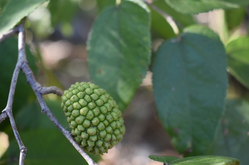 Guazuma ulmifolia - Whole tree