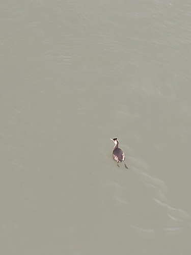 iNaturalist: (c) Aleksey Mozharov, some rights reserved (CC BY-NC), uploaded by Aleksey Mozharov iNaturalist image