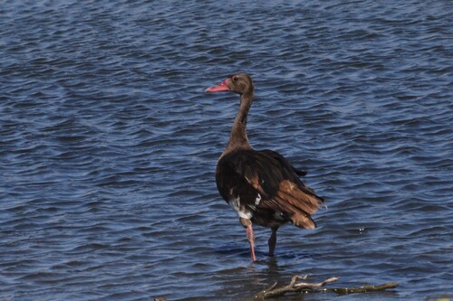 iNaturalist: (c) Gerald Wingate, some rights reserved (CC BY-NC), uploaded by Gerald Wingate iNaturalist image