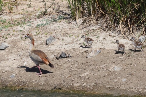 iNaturalist: (c) Gerald Wingate, some rights reserved (CC BY-NC), uploaded by Gerald Wingate iNaturalist image