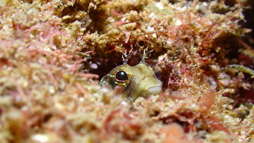 Reefsand blenny (Ekemblemaria myersi) — Chaenopsidae — 4