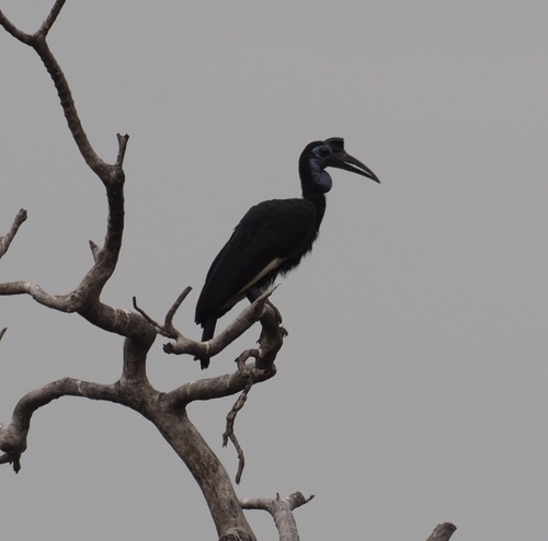 Abyssinian Ground-Hornbill