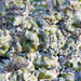Jellytot Earthscale Lichen - Photo (c) Bill Dodd, some rights reserved (CC BY-NC)