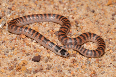 Half-Girdled Snake photo 3