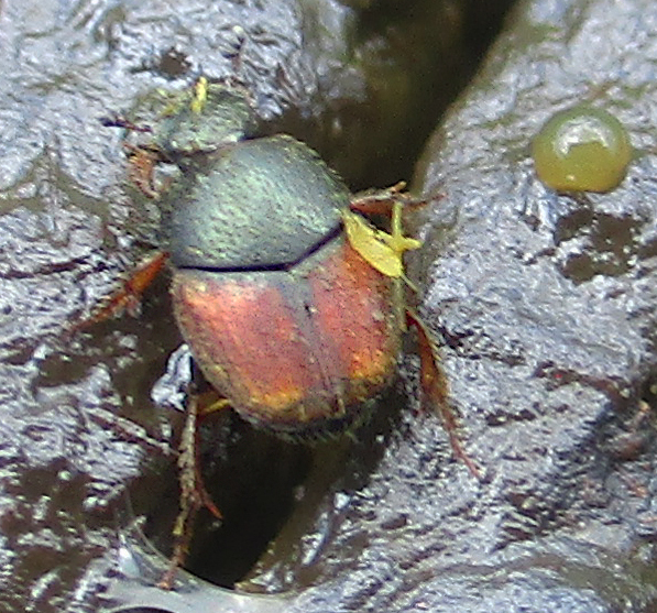 Cleptocaccobius convexifrons