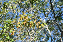 Croton sonorae