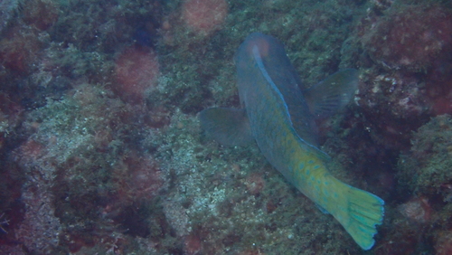 Bumphead parrotfish (Scarus perrico) — Scaridae — 3