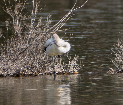 iNaturalist: (c) kateryna_f, some rights reserved (CC BY-NC), uploaded by kateryna_f iNaturalist image