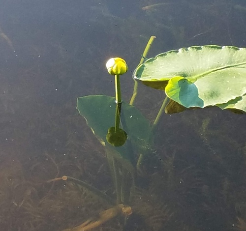 western yellow pond-lily (Nuphar polysepala)
