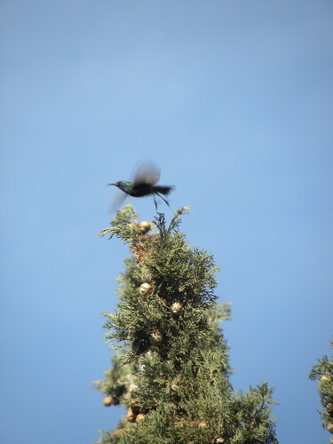 Palestine Sunbird